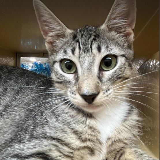 Enlarge Sesame, a Adoptable Domestic Short Hair in Oceanside, NY image 3/3