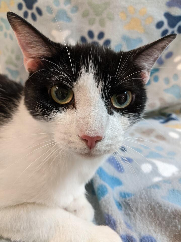 Tyler, Adoptable, Adult Male Domestic Short Hair.