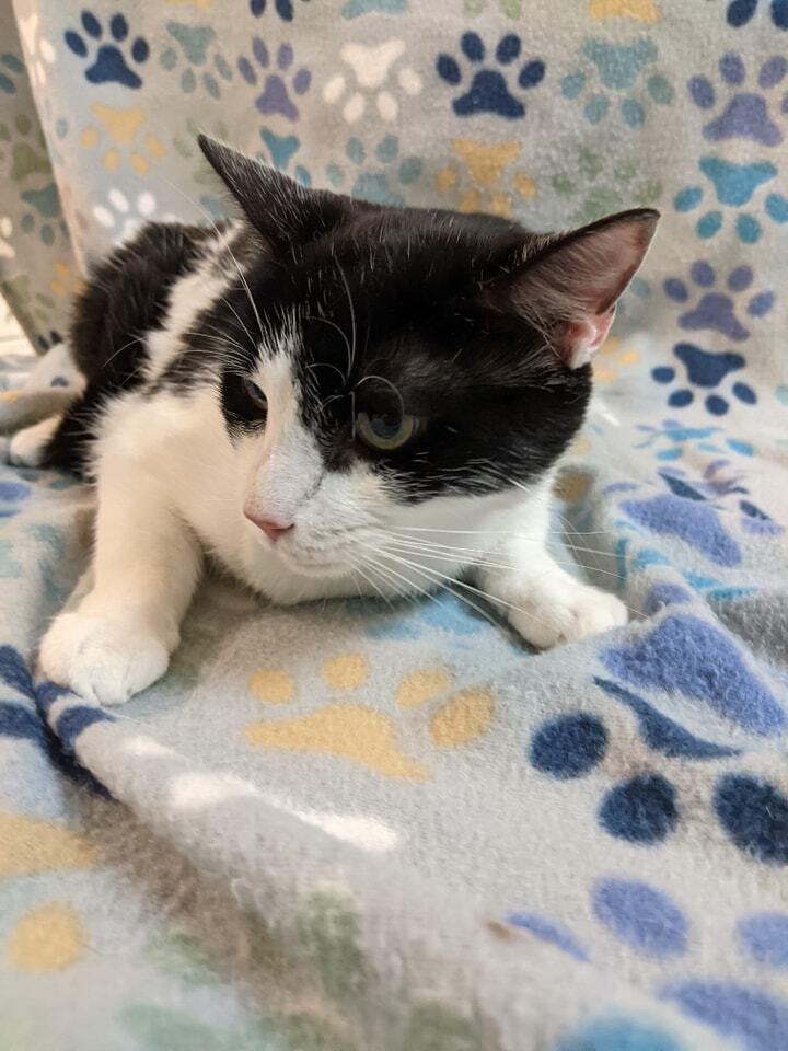 Enlarge Tyler, a Adoptable Domestic Short Hair in Raleigh, NC image 6/6