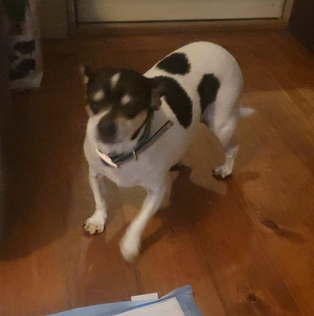 Freddie, Adoptable, Adult Male Chihuahua.