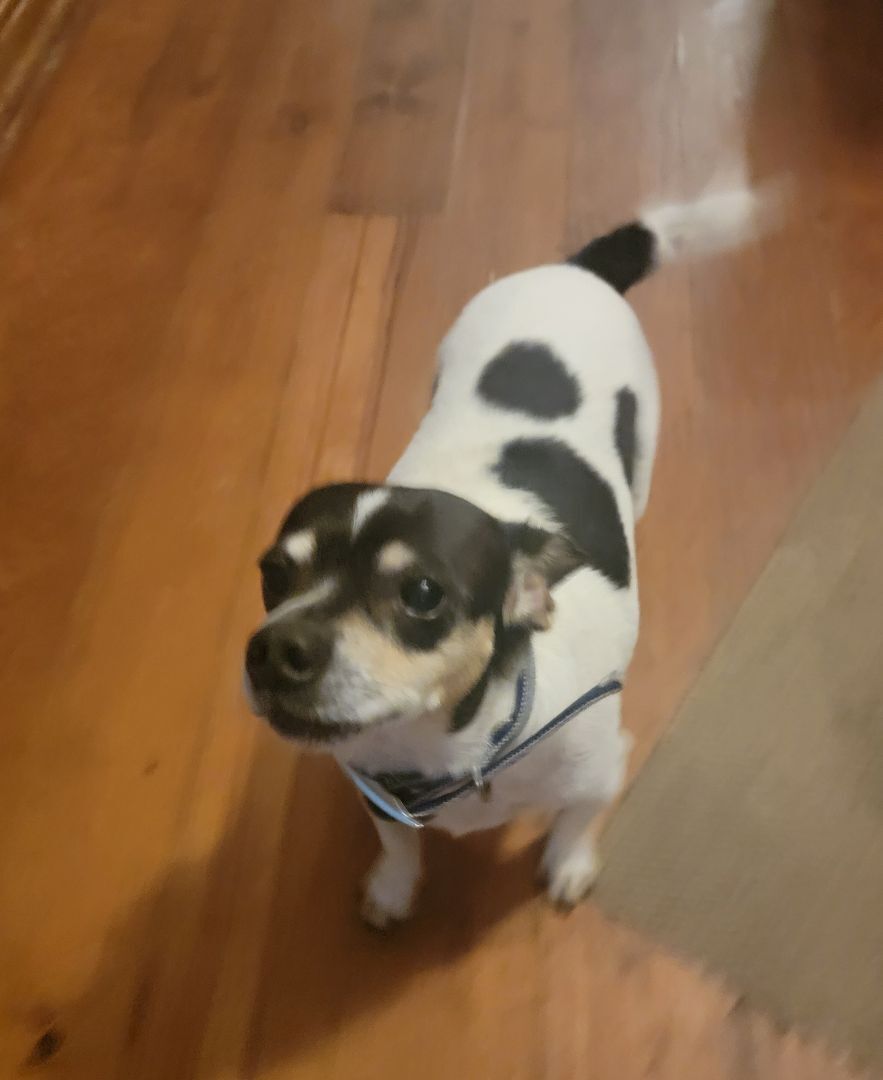 Enlarge Freddie, a Adoptable Chihuahua in Van Alstyne, TX image 2/6