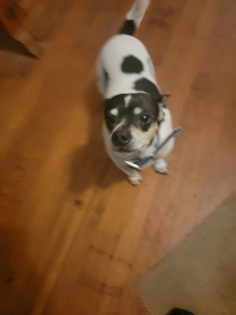 Enlarge Freddie, a Adoptable Chihuahua in Van Alstyne, TX image 3/6