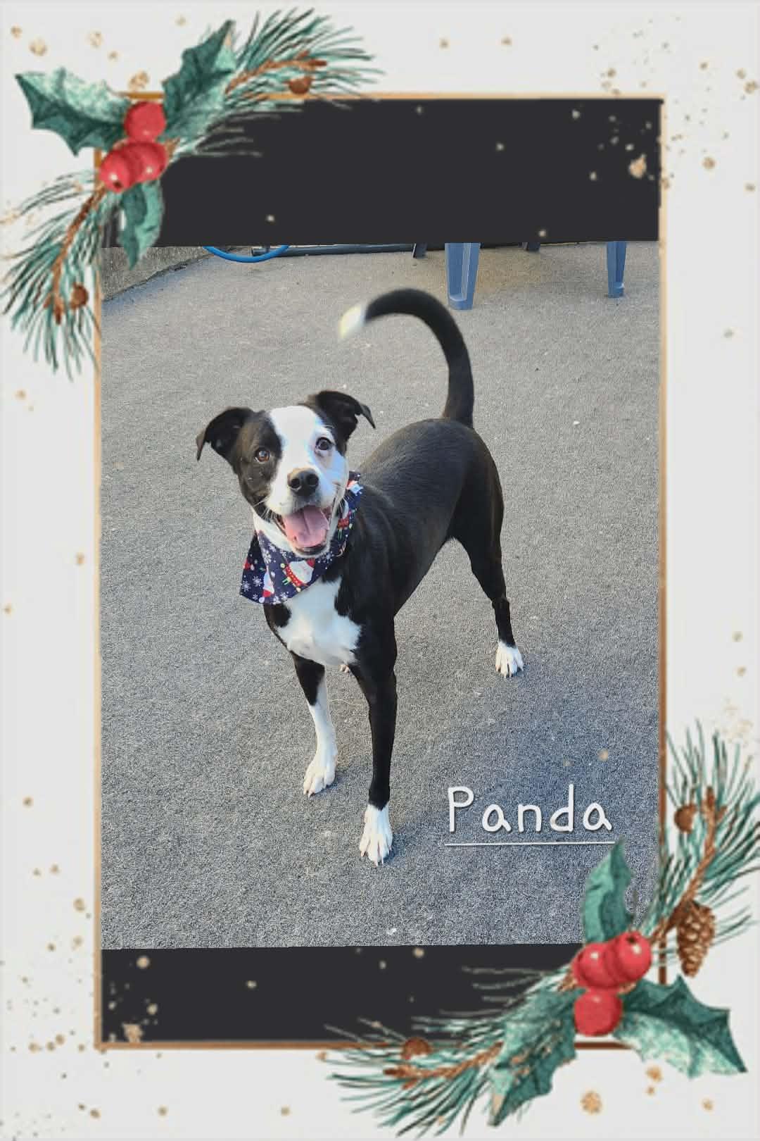 Panda, Adoptable, Young Male Mixed Breed.