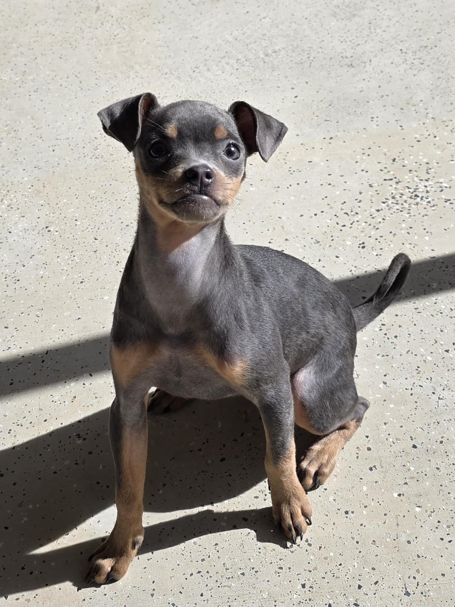 Enlarge Denim, an adopted mixed breed in Claxton, GA image 4/6