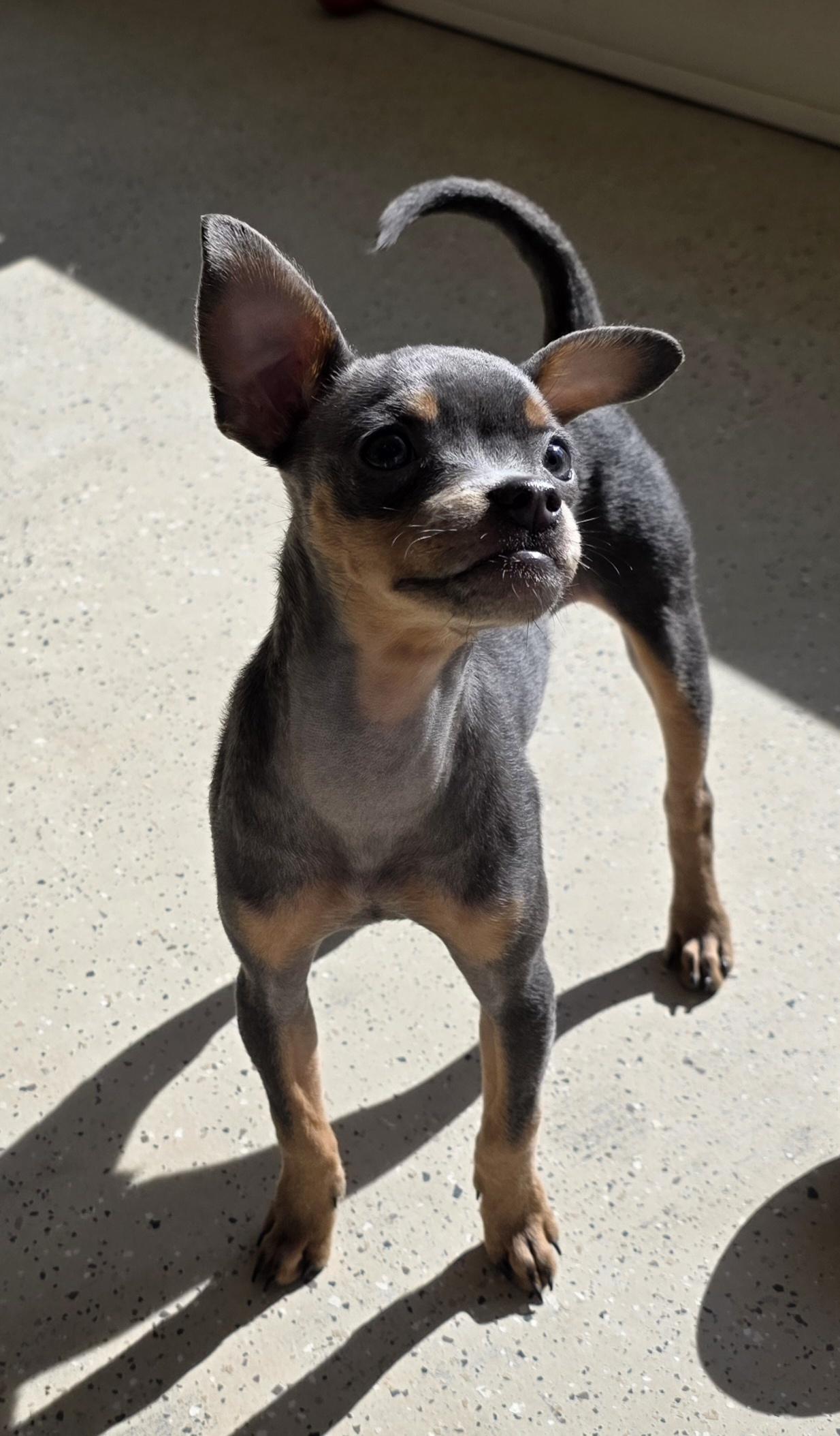 Enlarge Denim, an adopted mixed breed in Claxton, GA image 6/6