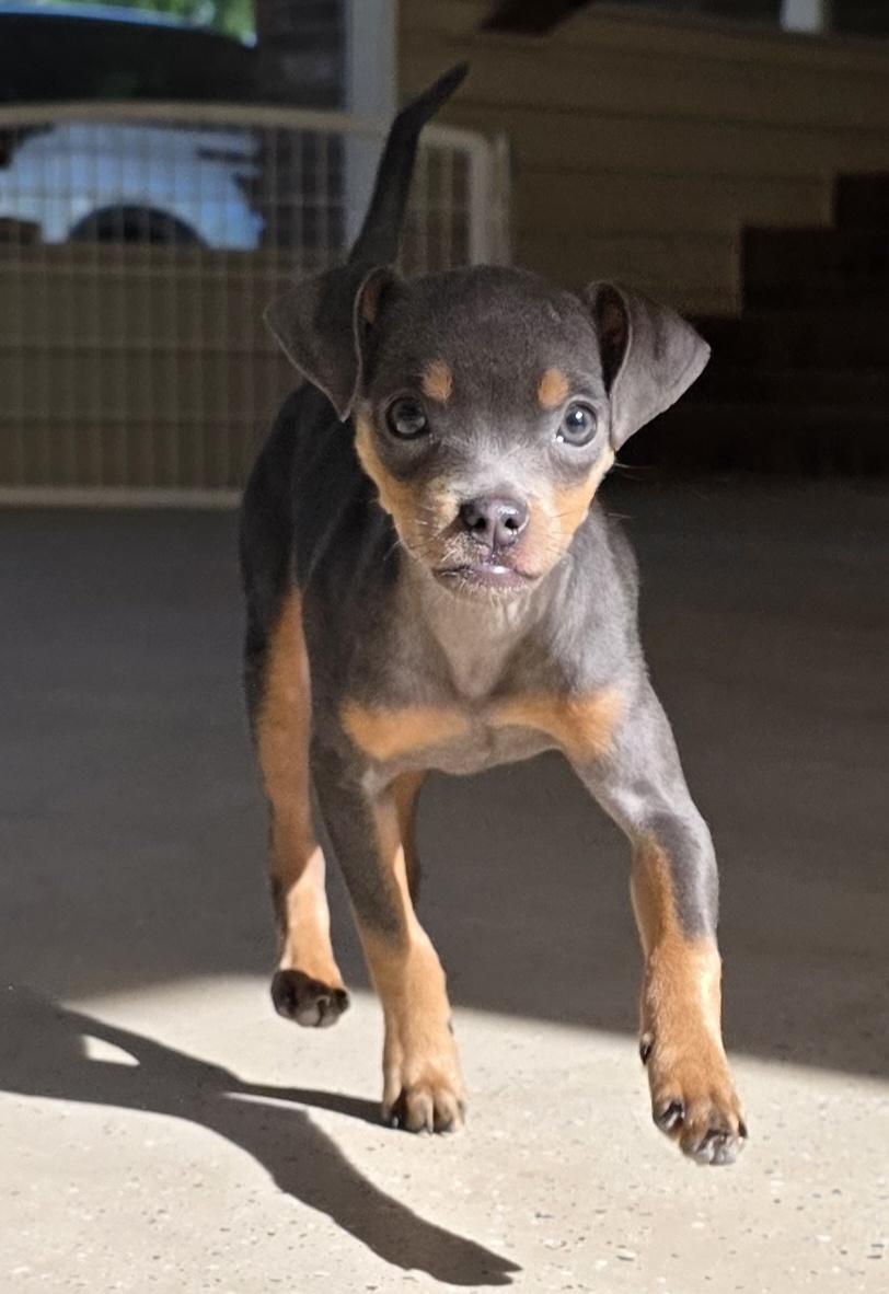 Enlarge Denim, an adopted mixed breed in Claxton, GA image 3/6