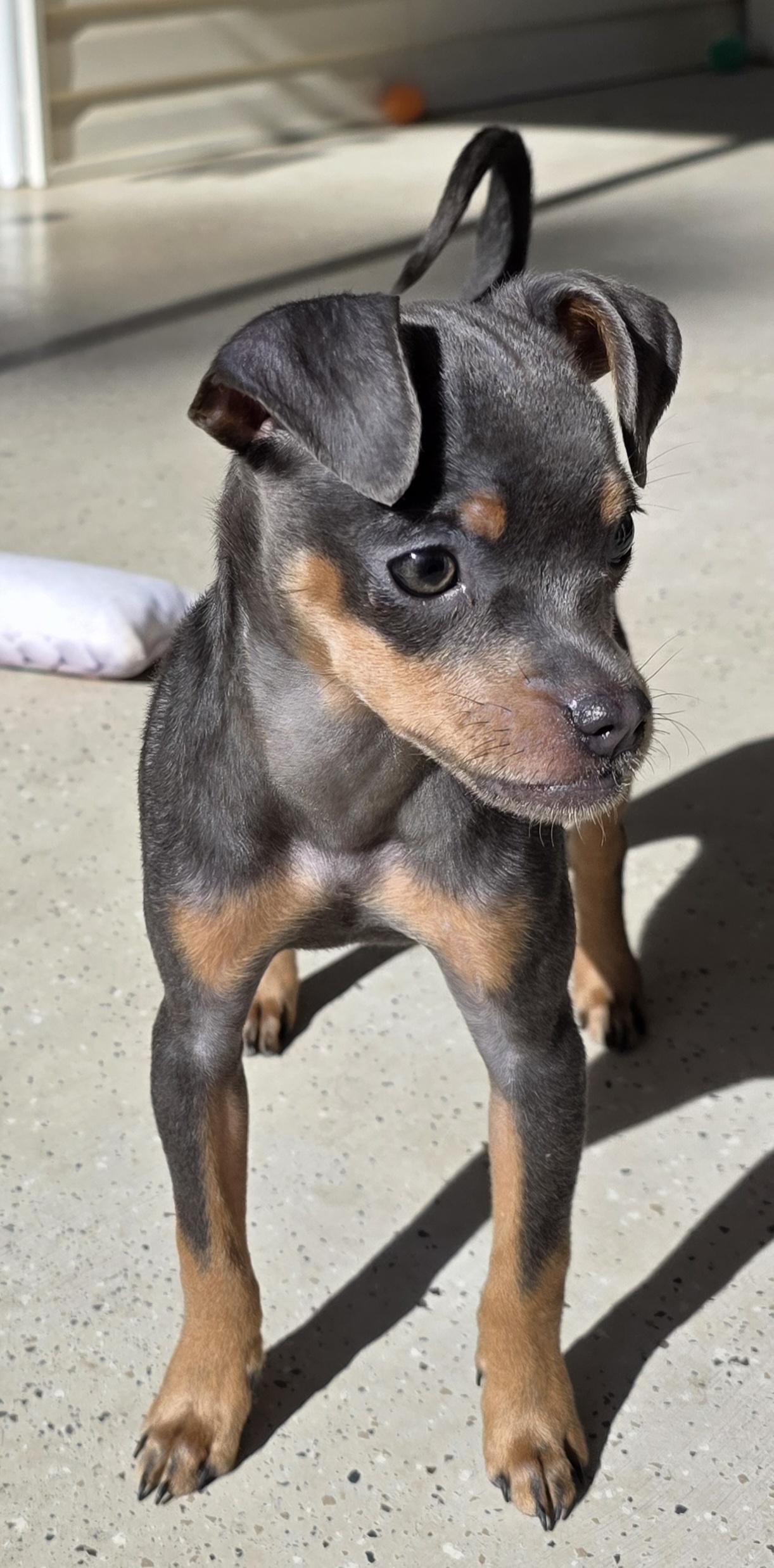 Enlarge Denim, an adopted mixed breed in Claxton, GA image 5/6