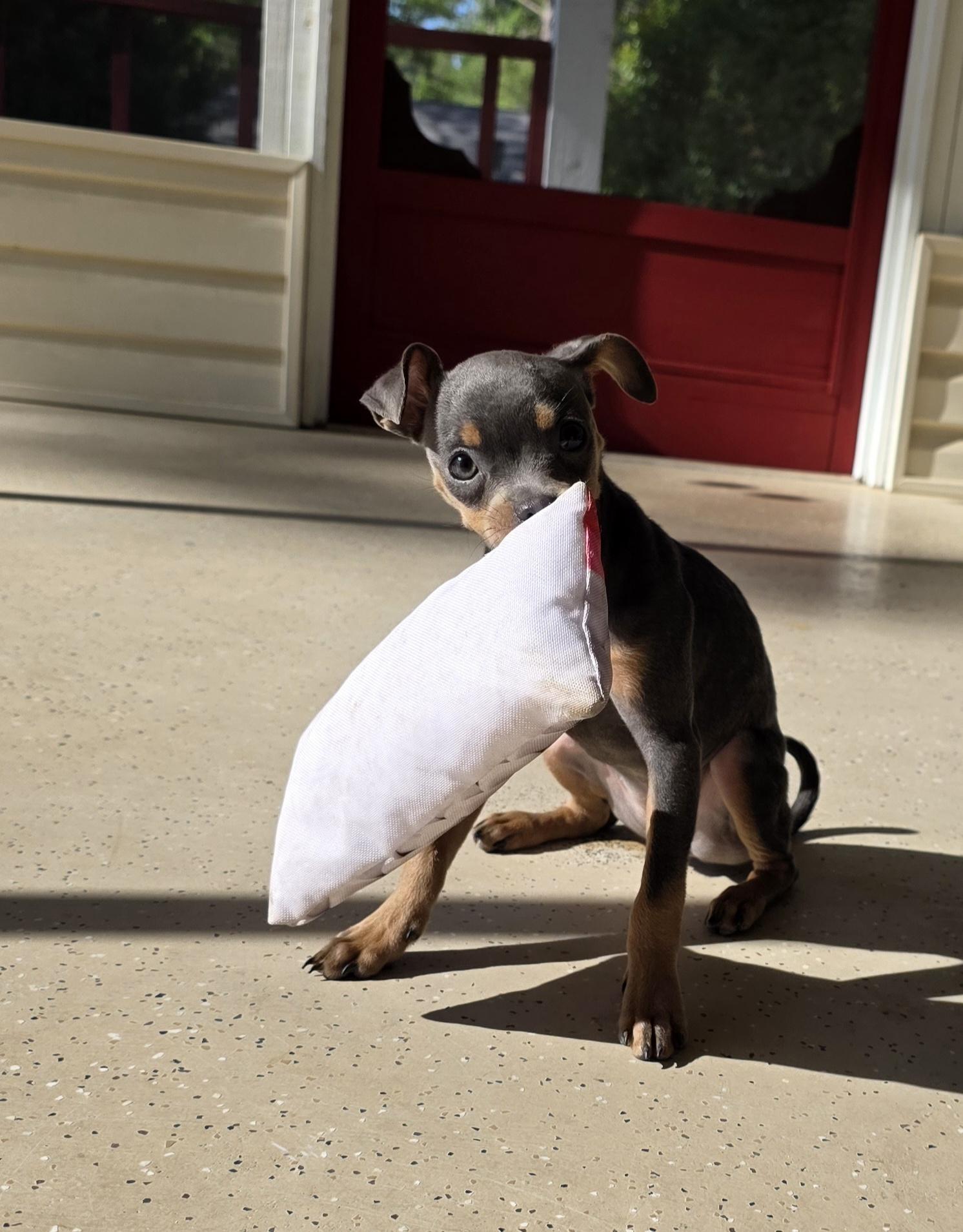 Enlarge Denim, an adopted mixed breed in Claxton, GA image 2/6