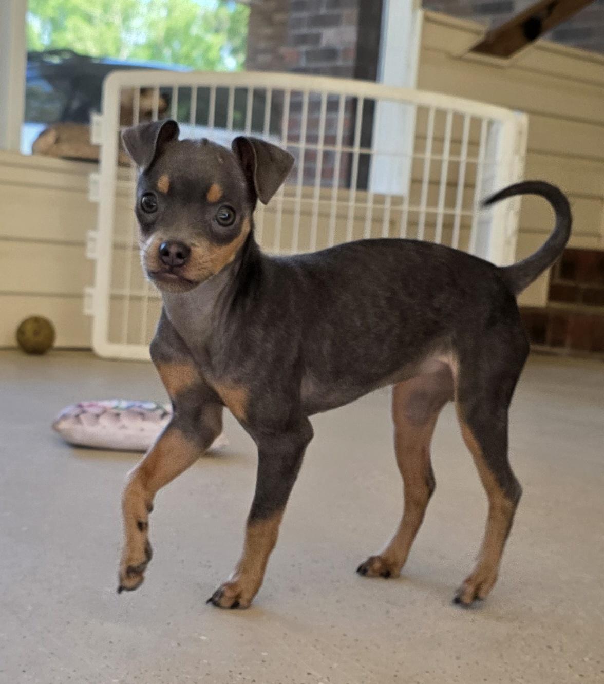 Denim, adopted, Puppy Female Russian Toy Dog & Chihuahua.