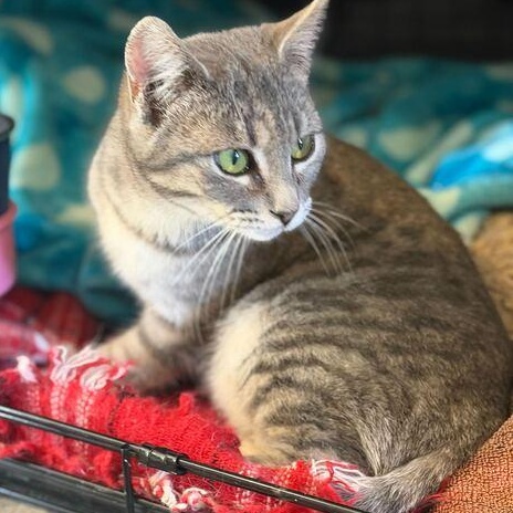 Enlarge Regina George, a ADOPTABLE mixed breed in Driggs, ID image 3/4