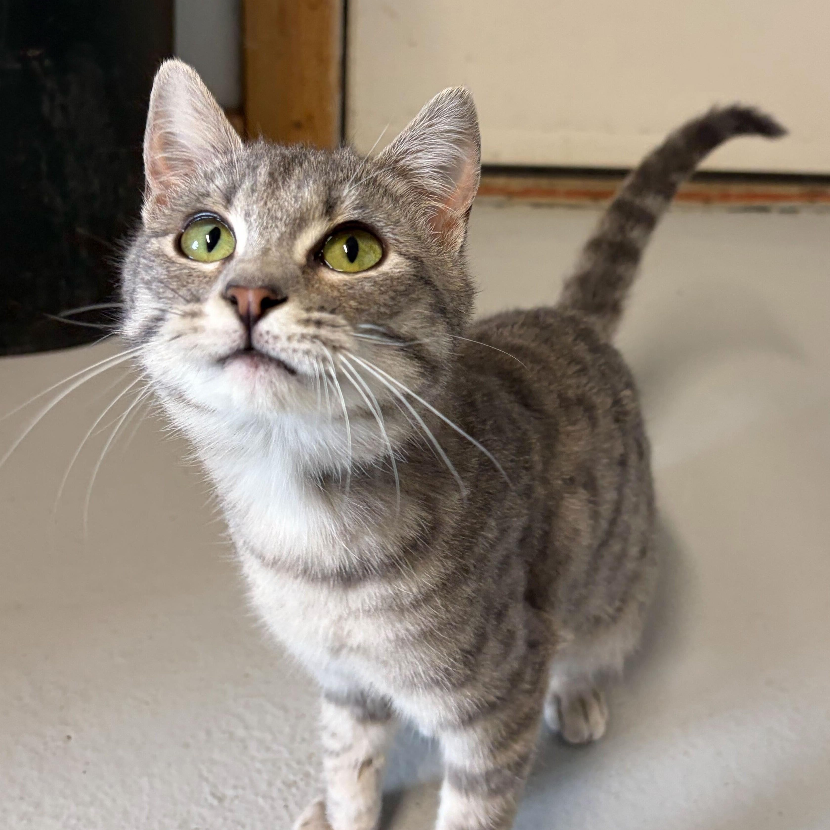 Regina George, ADOPTABLE, Kitten Female Tabby.