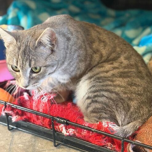 Enlarge Regina George, a ADOPTABLE mixed breed in Driggs, ID image 4/4