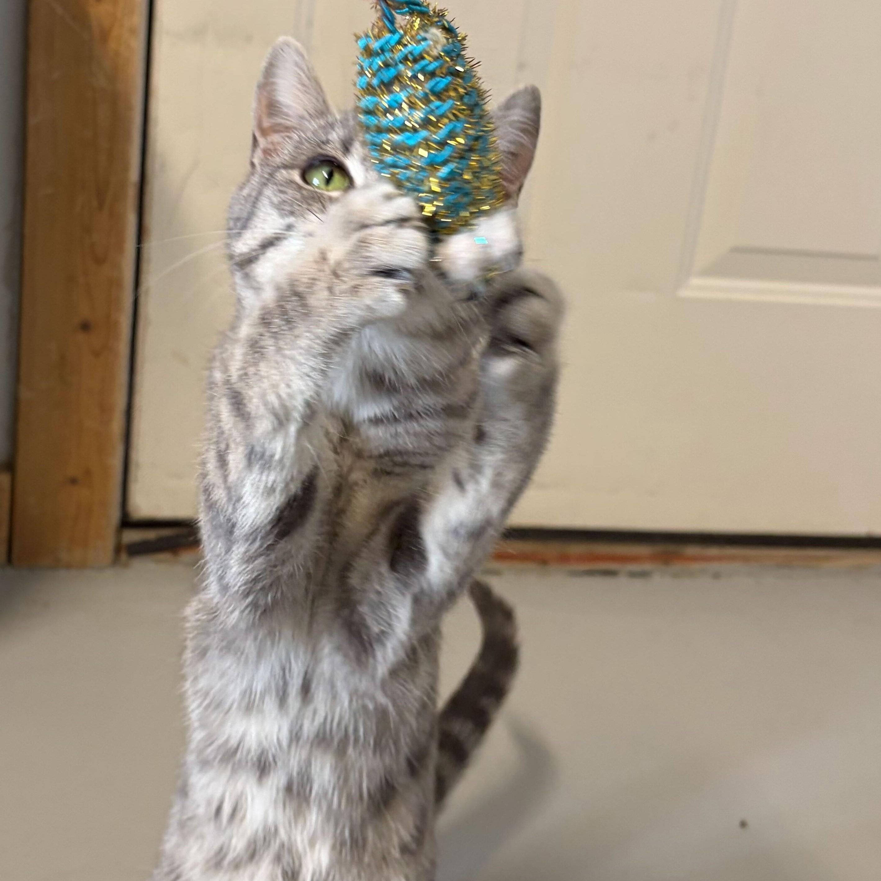 Enlarge Regina George, a ADOPTABLE mixed breed in Driggs, ID image 2/4