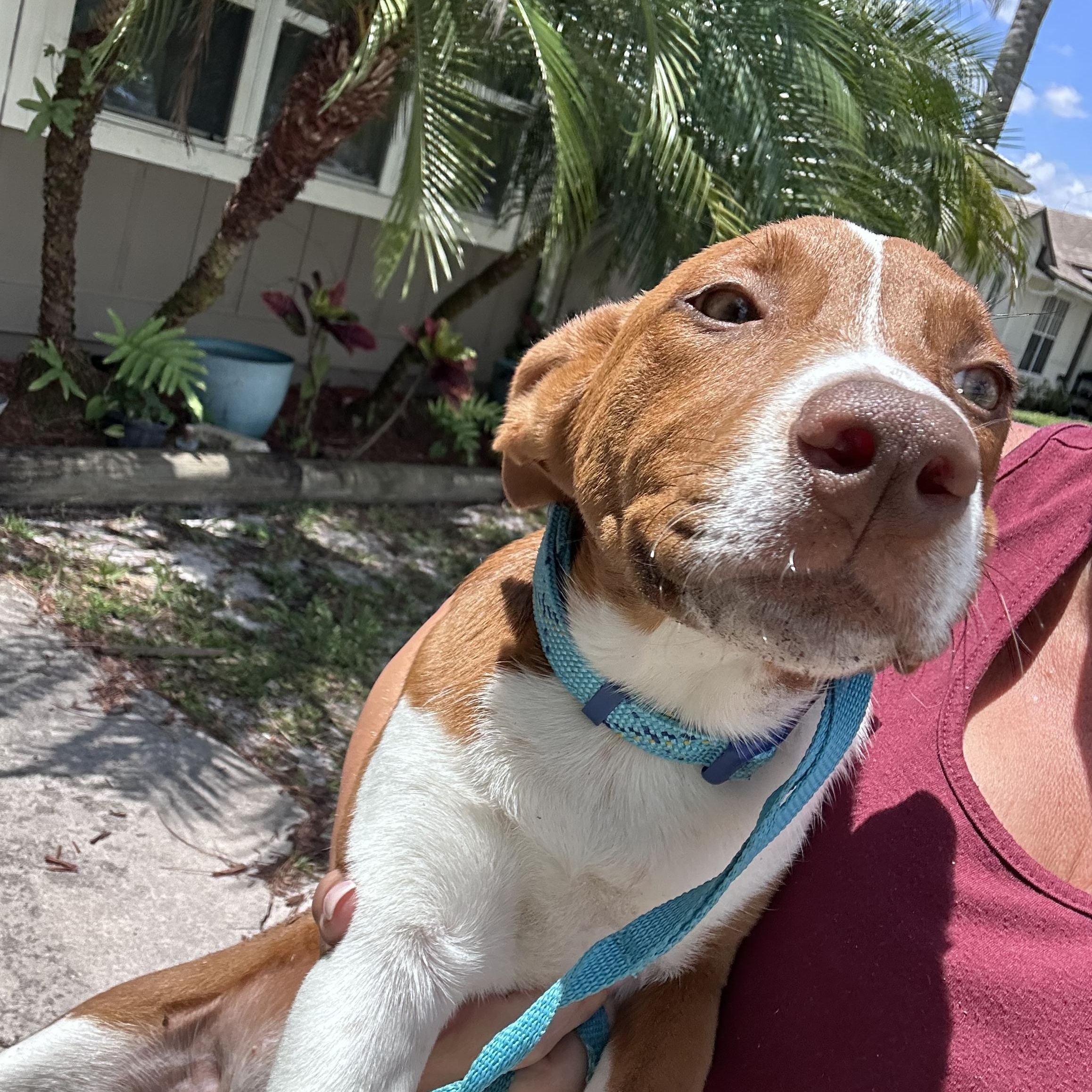 Enlarge Dolly, a ADOPTABLE mixed breed in Port Saint Lucie, FL image 5/6