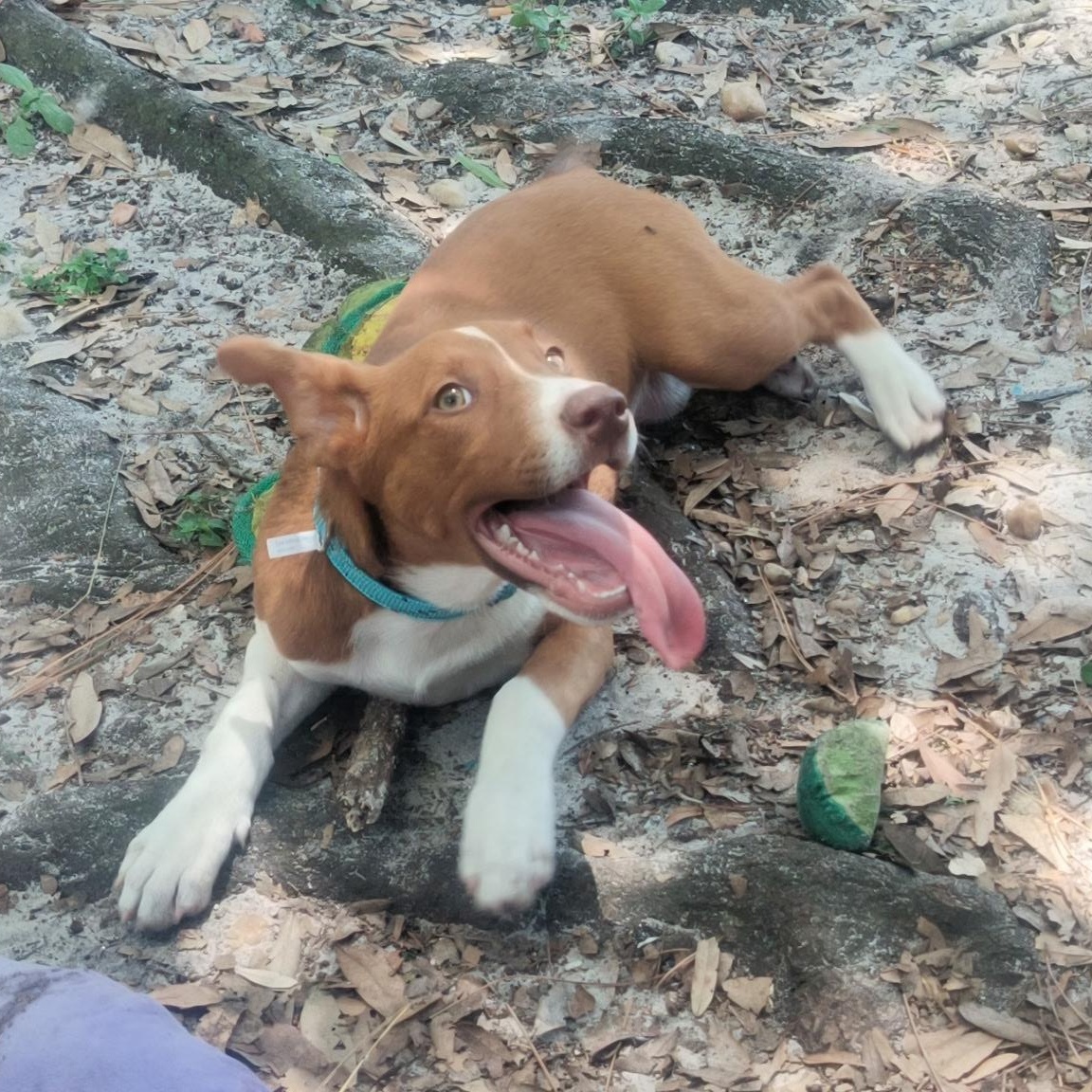 Enlarge Dolly, a ADOPTABLE mixed breed in Port Saint Lucie, FL image 4/6