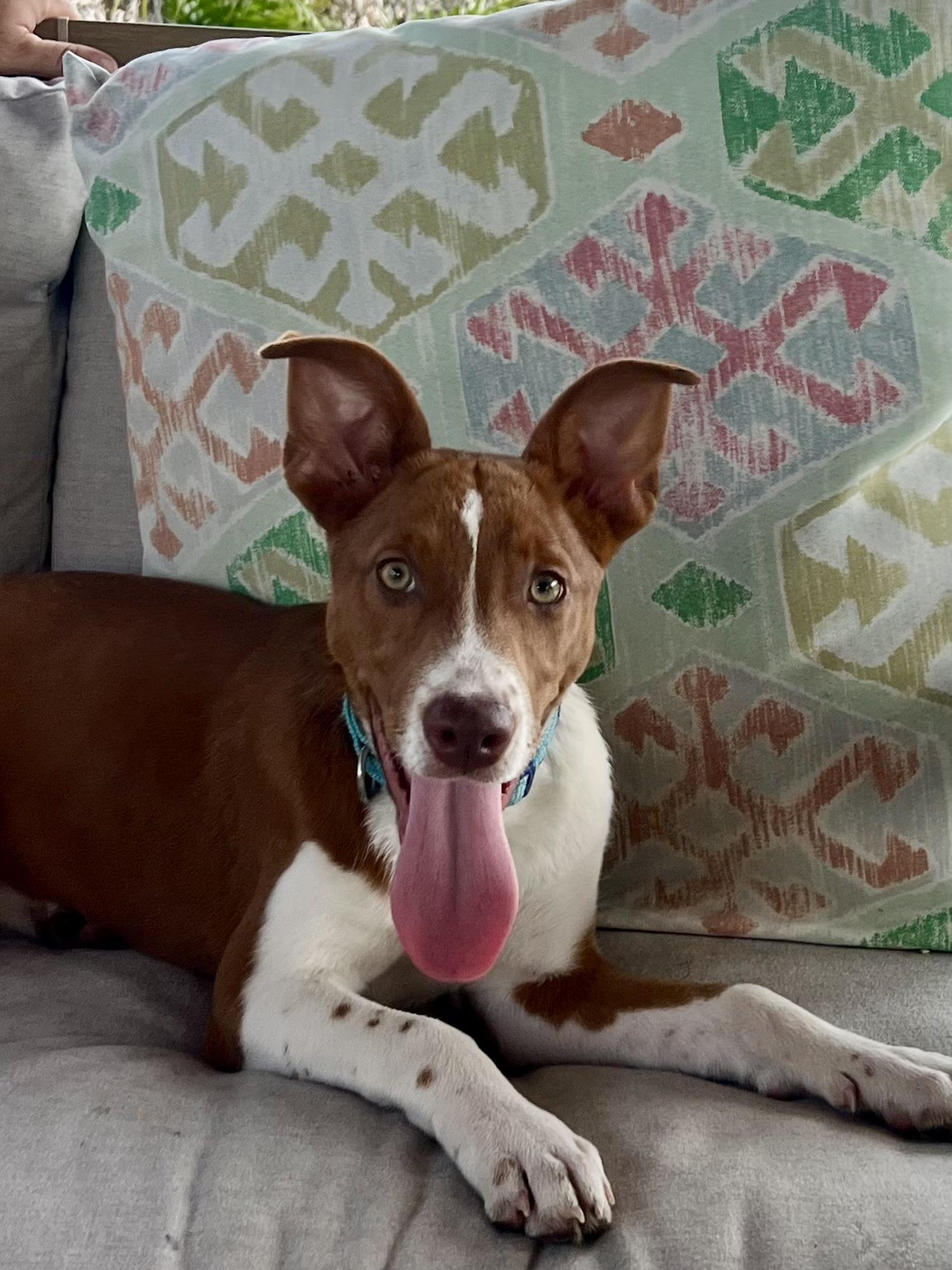 Enlarge Dolly, a ADOPTABLE mixed breed in Port Saint Lucie, FL image 3/6