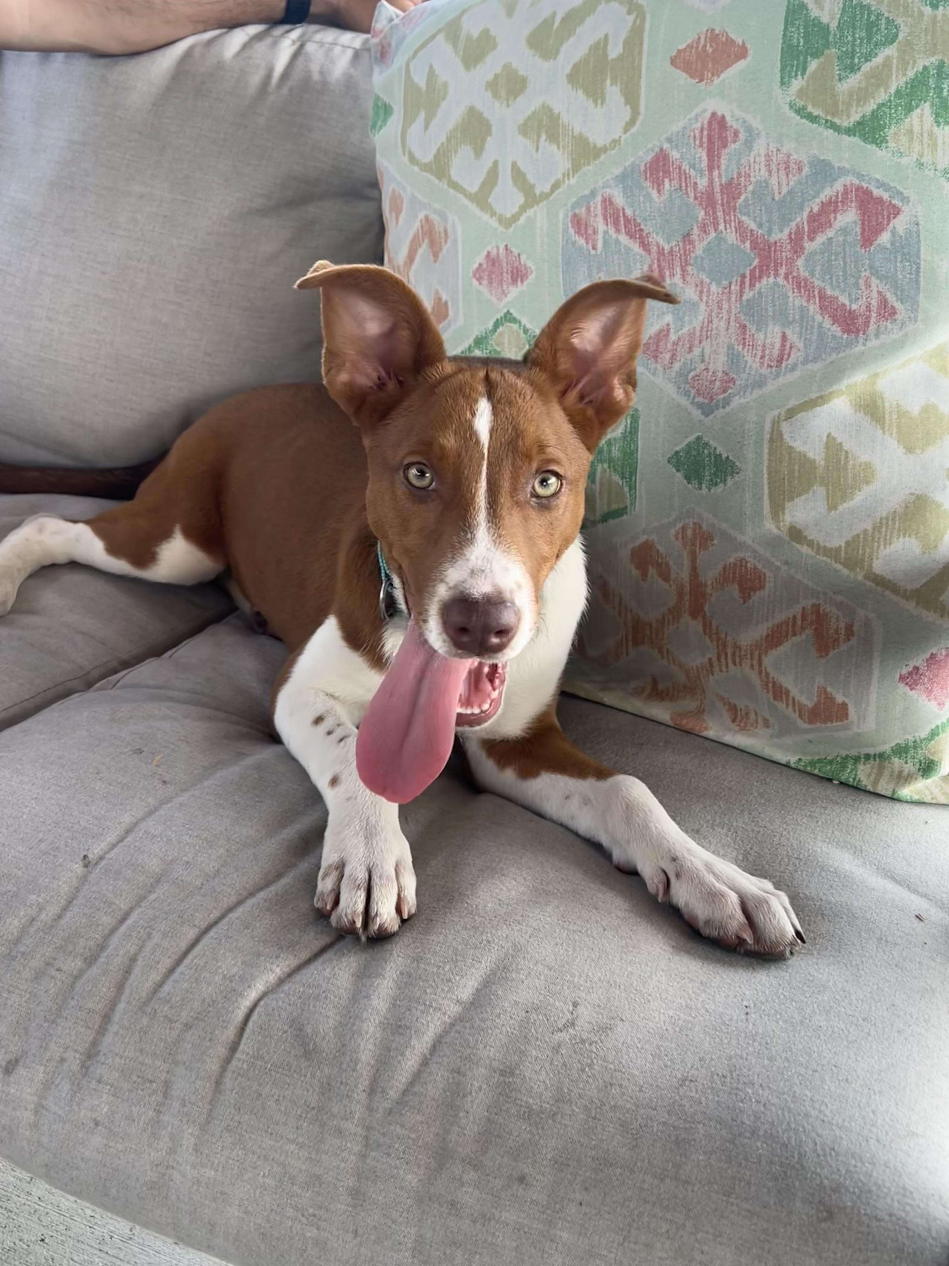 Enlarge Dolly, a ADOPTABLE mixed breed in Port Saint Lucie, FL image 2/6