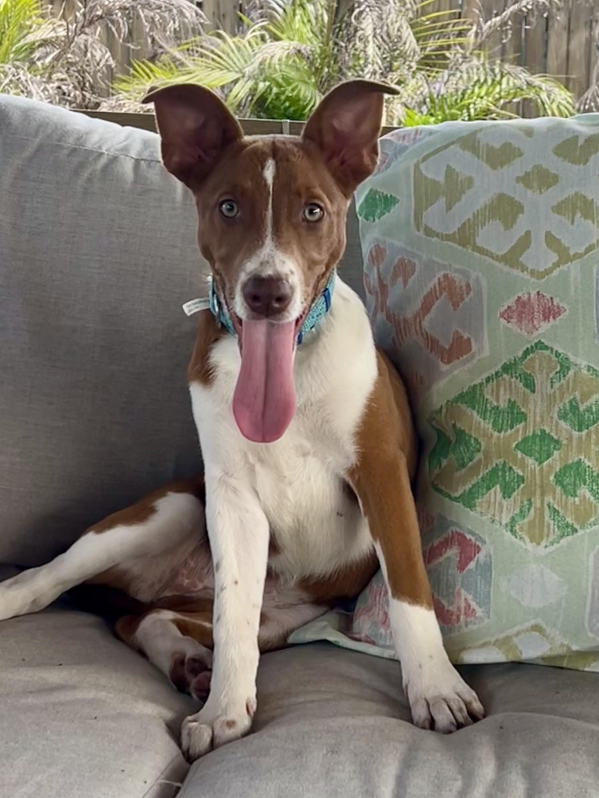 Dolly, ADOPTABLE, Puppy Female Australian Kelpie & Australian Shepherd.