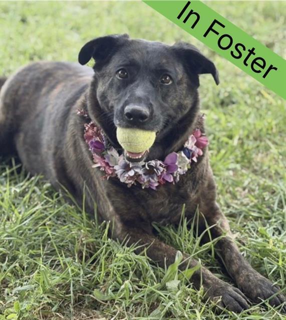 Enlarge SOPHIE, a Adoptable Dutch Shepherd in Fairfield, CA image 1/1