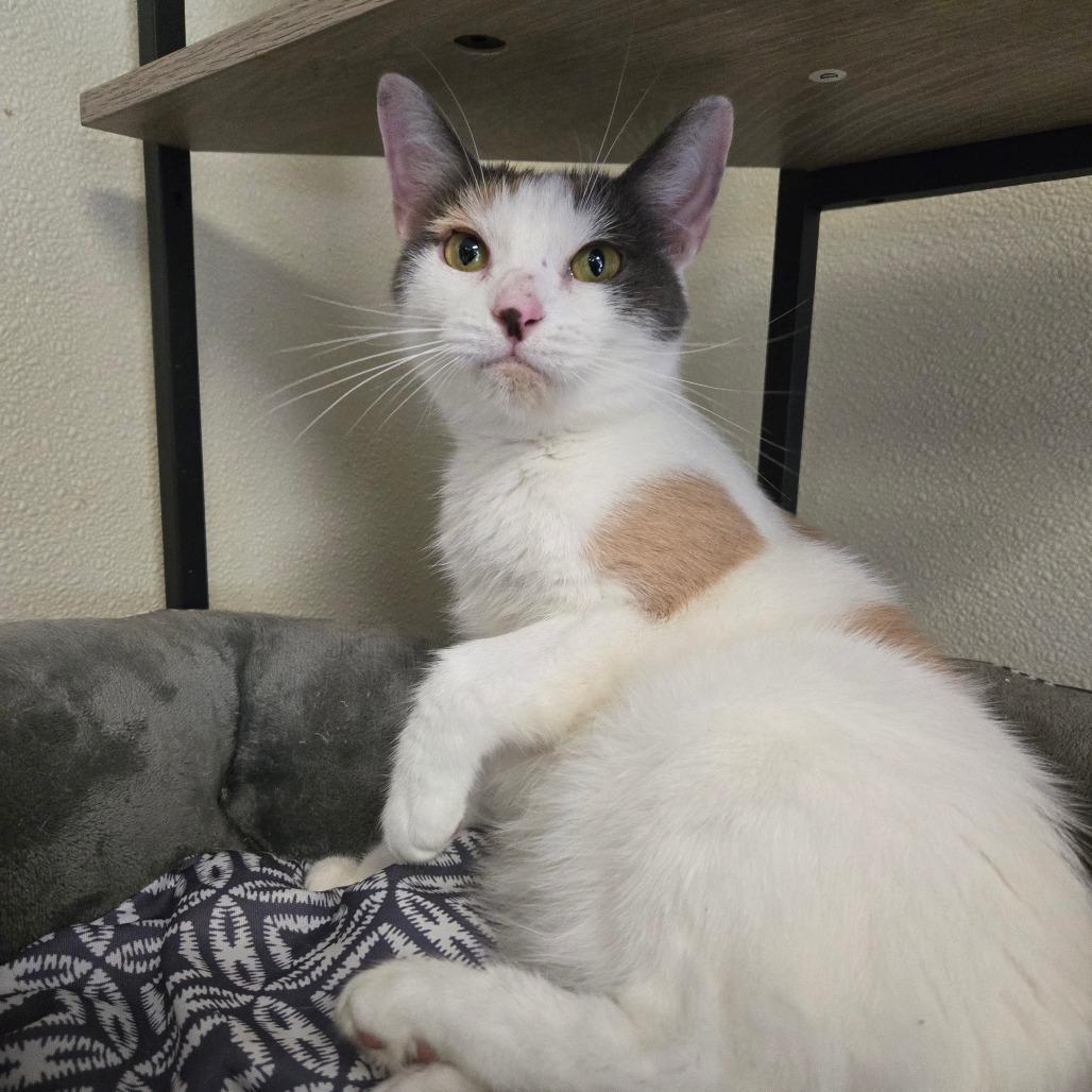 Enlarge Sabrina Carpenter, a Adoptable Domestic Short Hair in Pennsville, NJ image 1/2