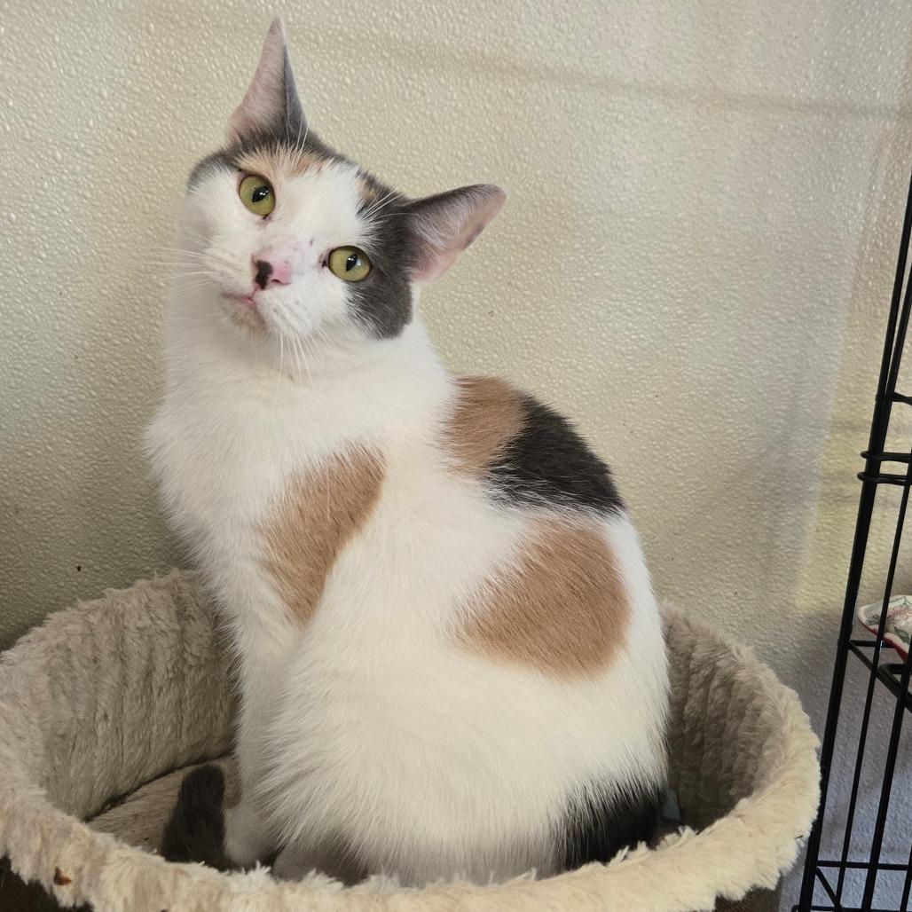Enlarge Sabrina Carpenter, a Adoptable Domestic Short Hair in Pennsville, NJ image 2/2