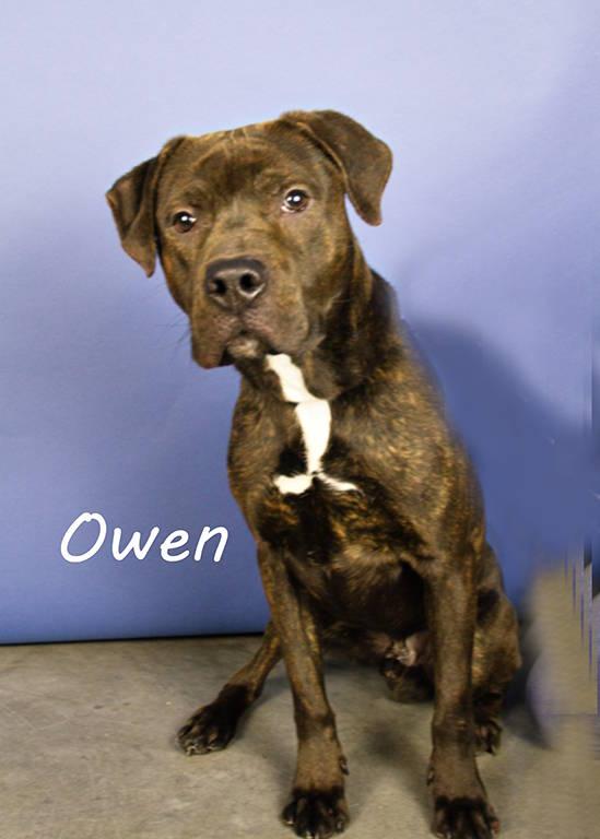 Owen, an adoptable Terrier in York, NE, 68467 | Photo Image 2