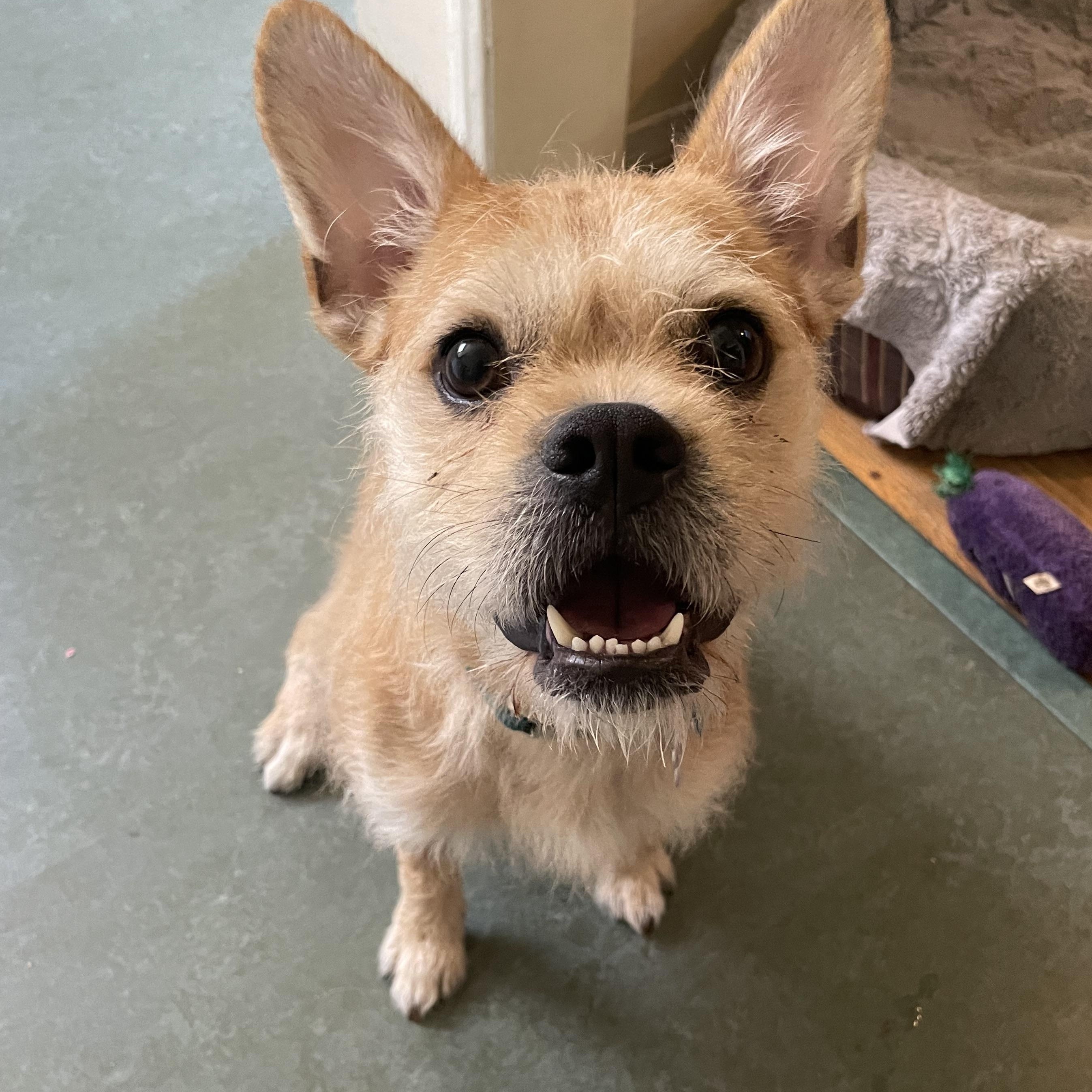 Enlarge Ozzie, a Adopted mixed breed in Woodland Hills, CA image 1/4