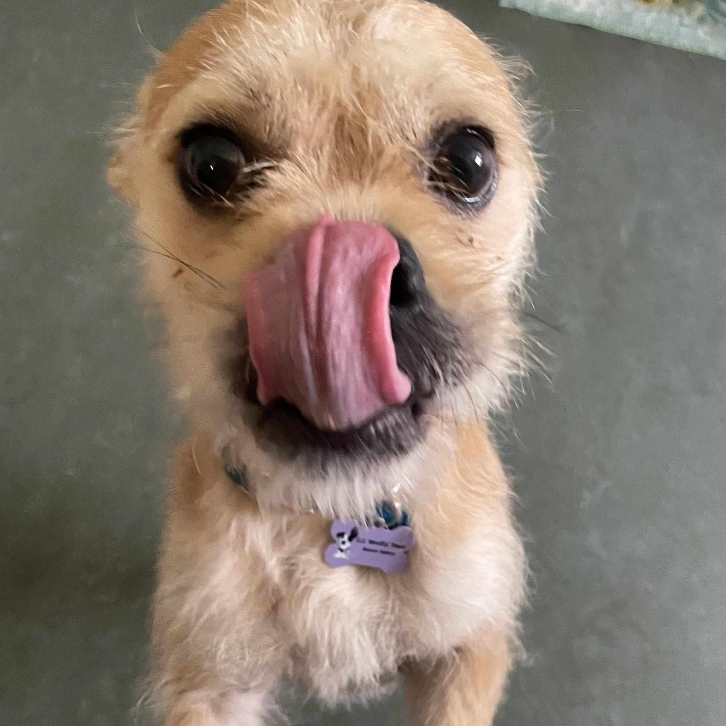 Enlarge Ozzie, a Adopted mixed breed in Woodland Hills, CA image 4/4