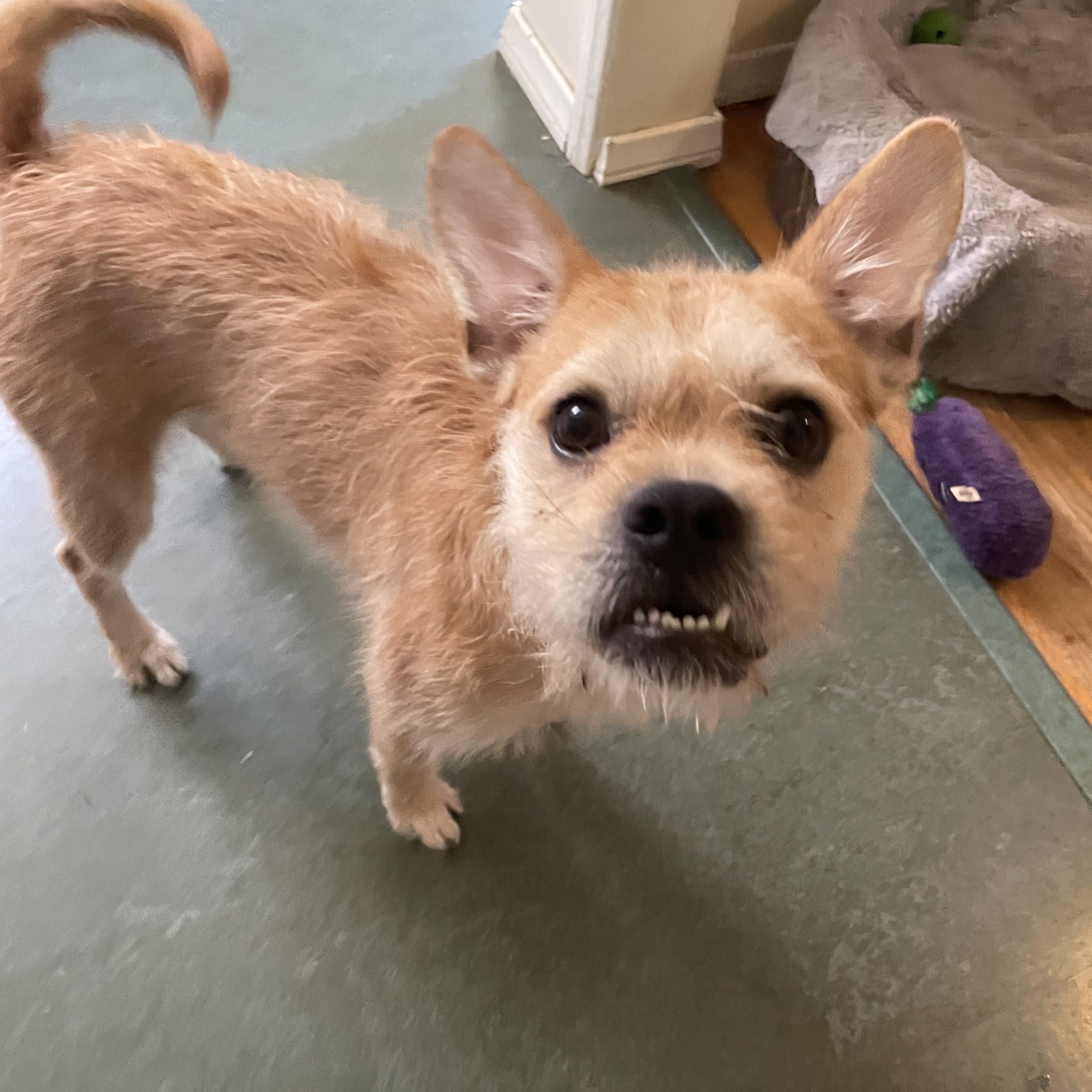 Enlarge Ozzie, a Adopted mixed breed in Woodland Hills, CA image 2/4