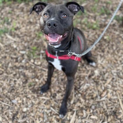 Baby Kurt, Adoptable, Young Male Mixed Breed & Mixed Breed.