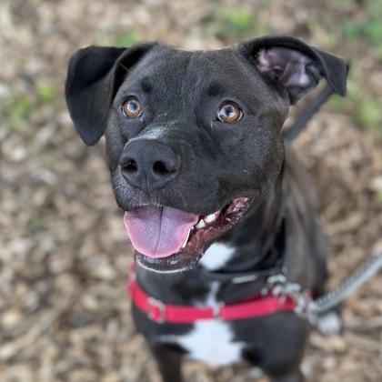Enlarge Baby Kurt, a Adoptable mixed breed in Janesville, WI image 3/3