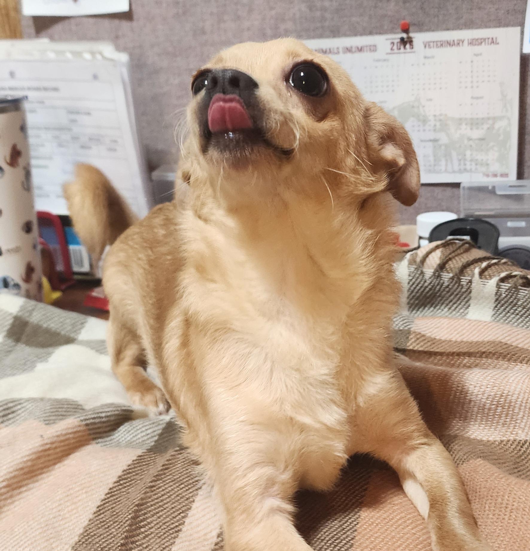 Chimi Chaanga, an adopted mixed breed in Wheelersburg, OH image 4/6