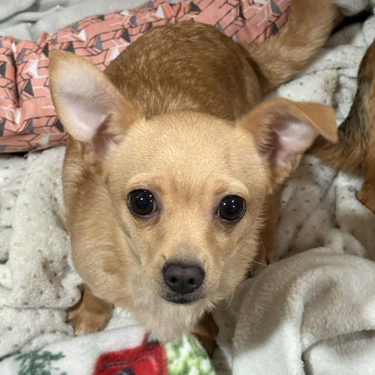 Chimi Chaanga, an adopted mixed breed in Wheelersburg, OH image 2/6