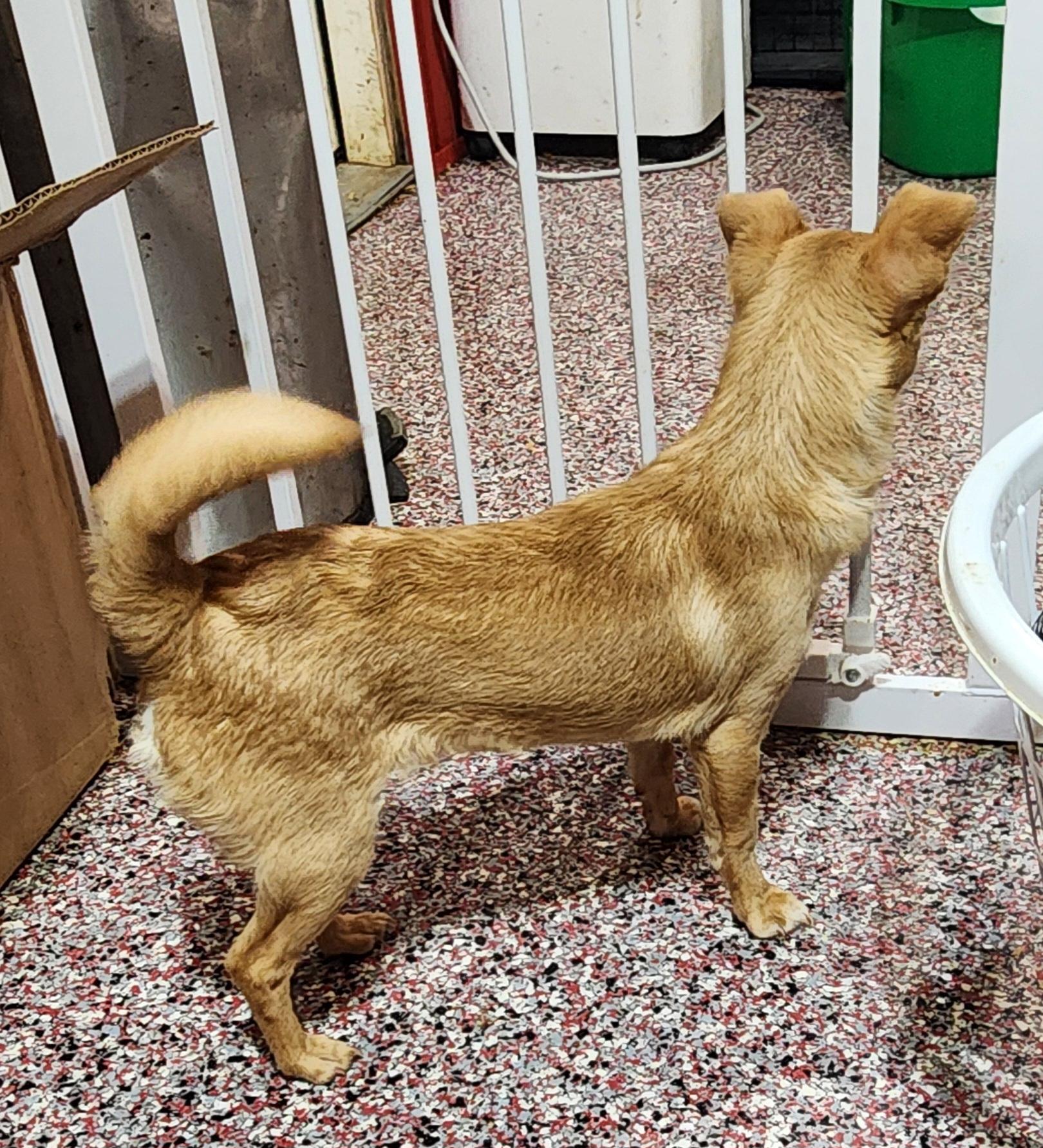 Chimi Chaanga, an adopted mixed breed in Wheelersburg, OH image 6/6