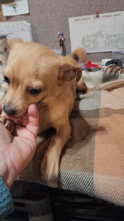 Enlarge Chimi Chaanga, an adopted mixed breed in Wheelersburg, OH video 3/6