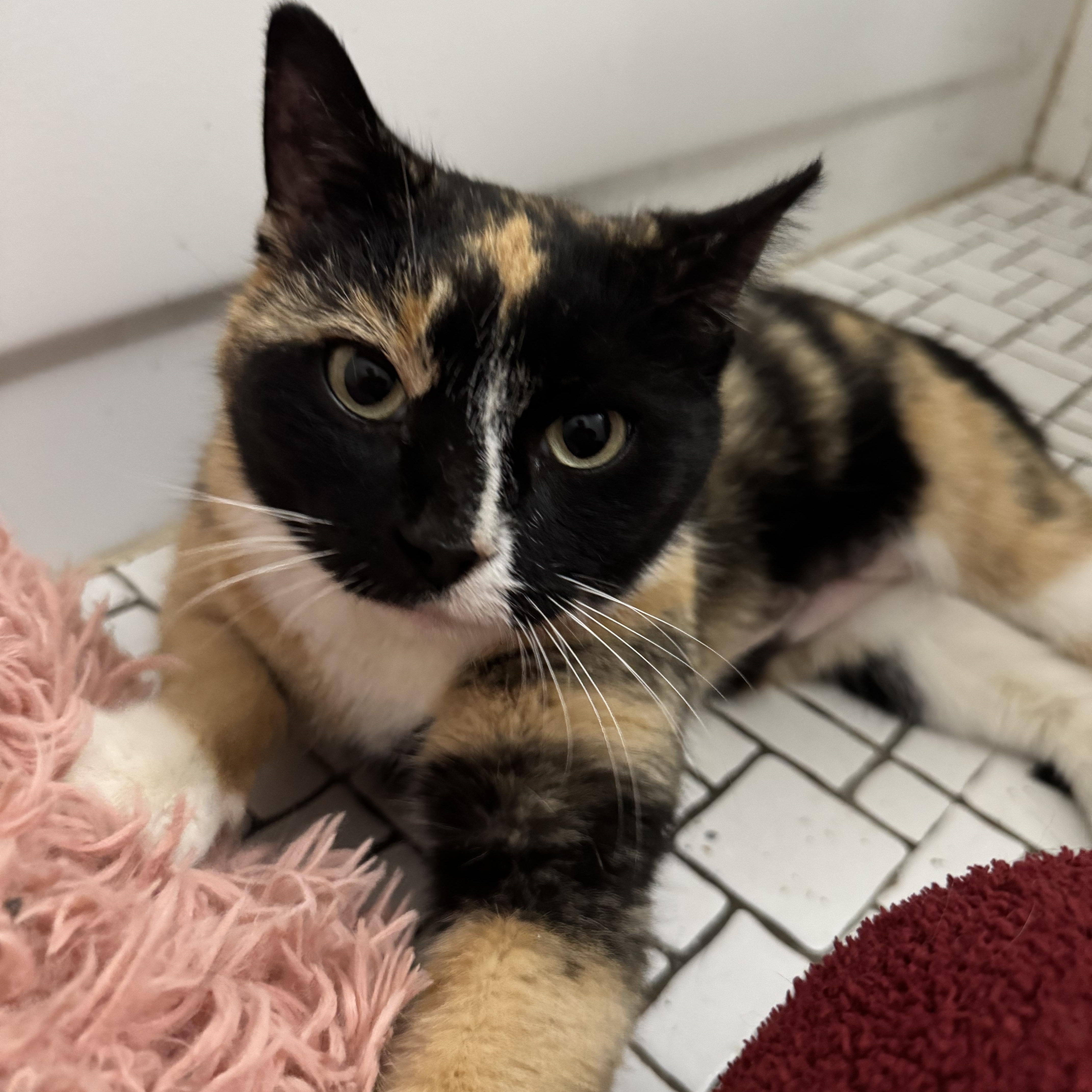 Brookie, Adoptable, Young Female Domestic Short Hair.