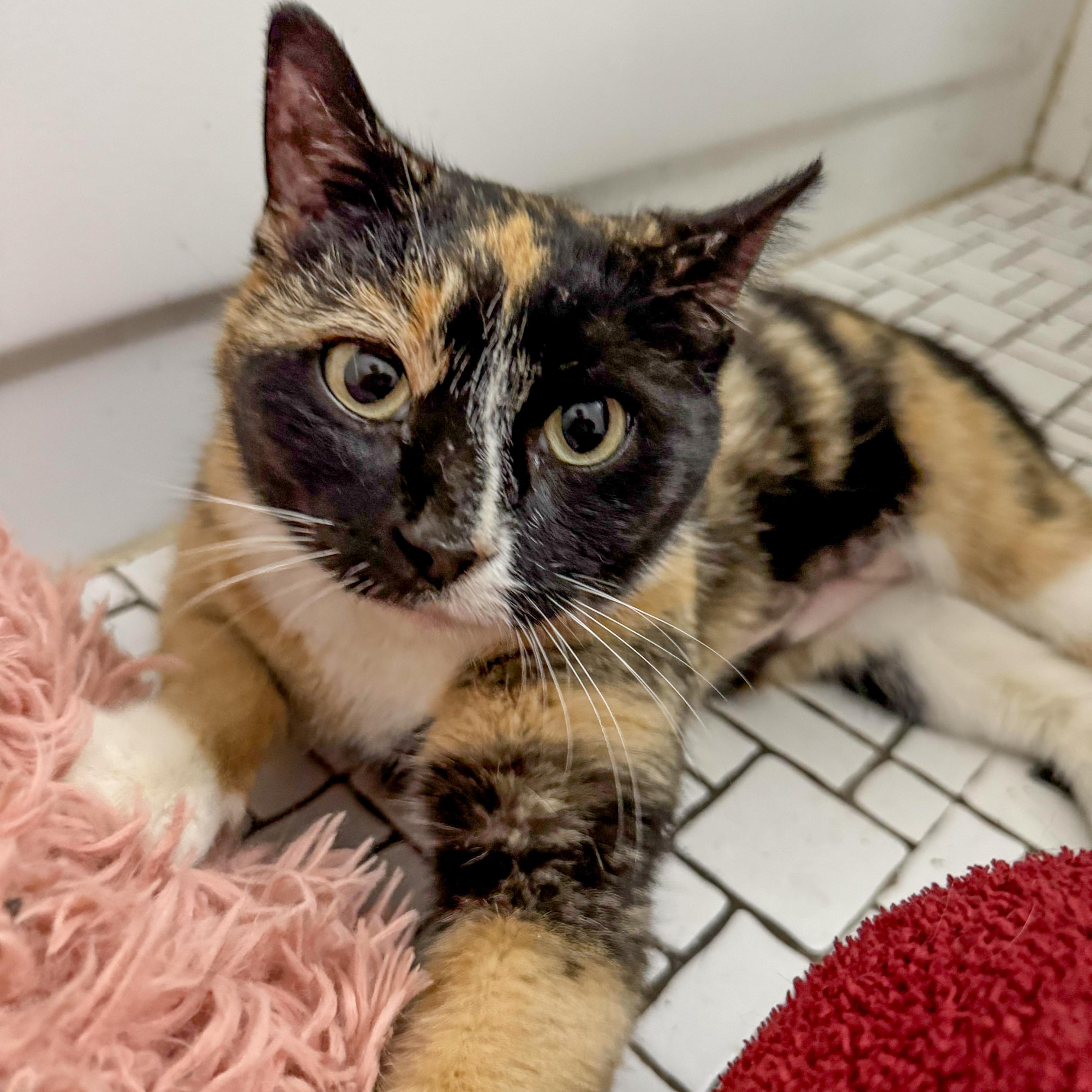 Enlarge Brookie, a Adoptable Domestic Short Hair in Alexandria, VA image 1/1