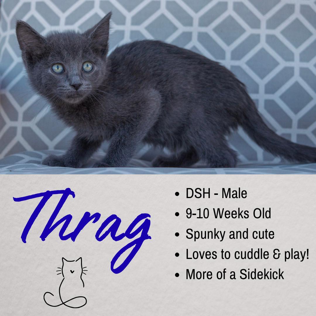 Thrag, ADOPTABLE, Young Male Domestic Short Hair.