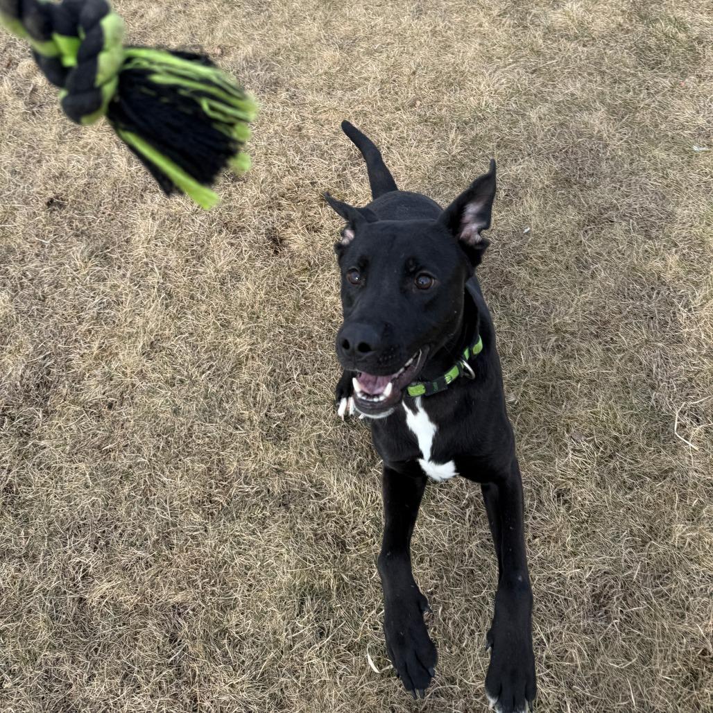 Enlarge Zeppelin, a Adoptable Mixed Breed in Pontiac, IL image 1/4