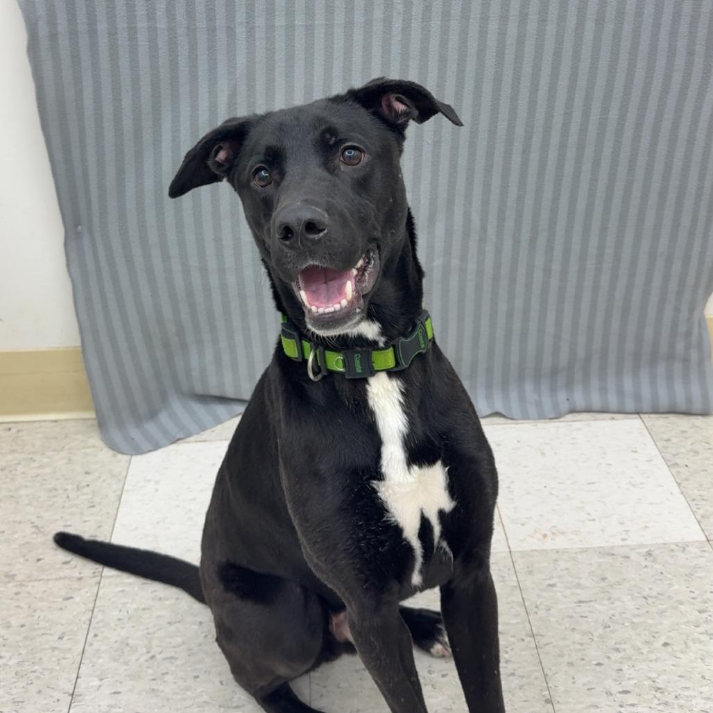Enlarge Zeppelin, a Adoptable Mixed Breed in Pontiac, IL image 1/4