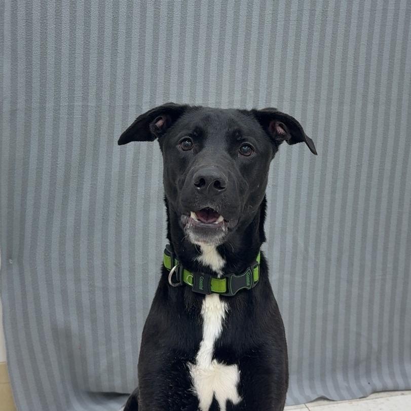 Enlarge Zeppelin, a Adoptable Mixed Breed in Pontiac, IL image 2/4