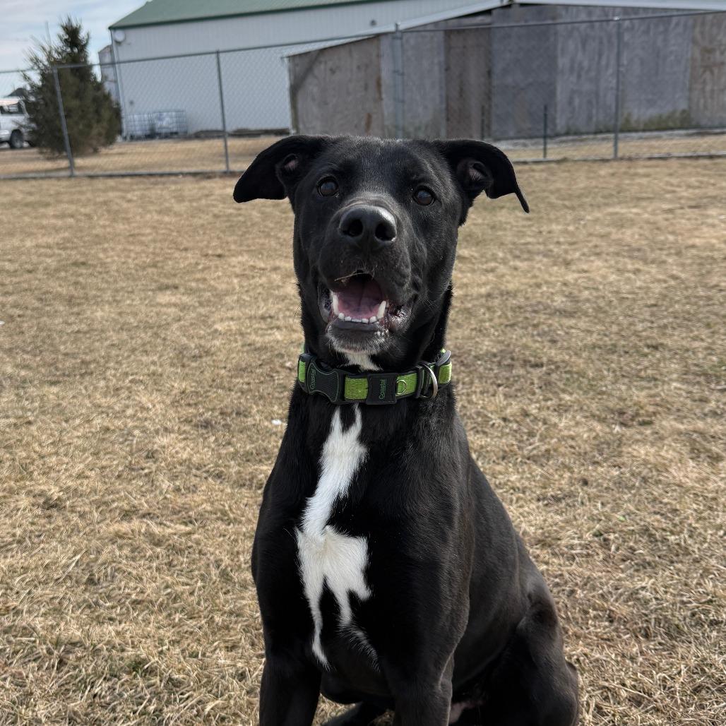 Enlarge Zeppelin, a Adoptable Mixed Breed in Pontiac, IL image 2/4