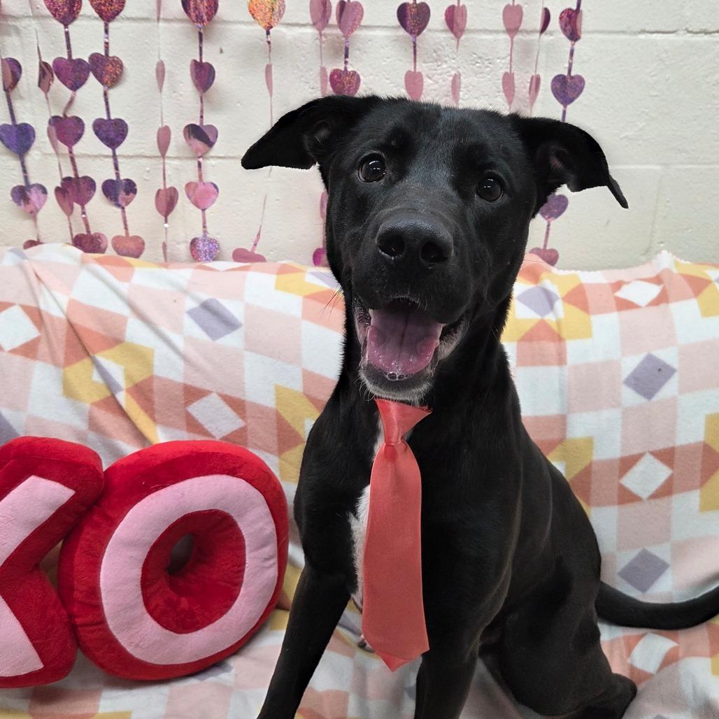 Enlarge Zeppelin, a Adoptable Mixed Breed in Pontiac, IL image 3/4