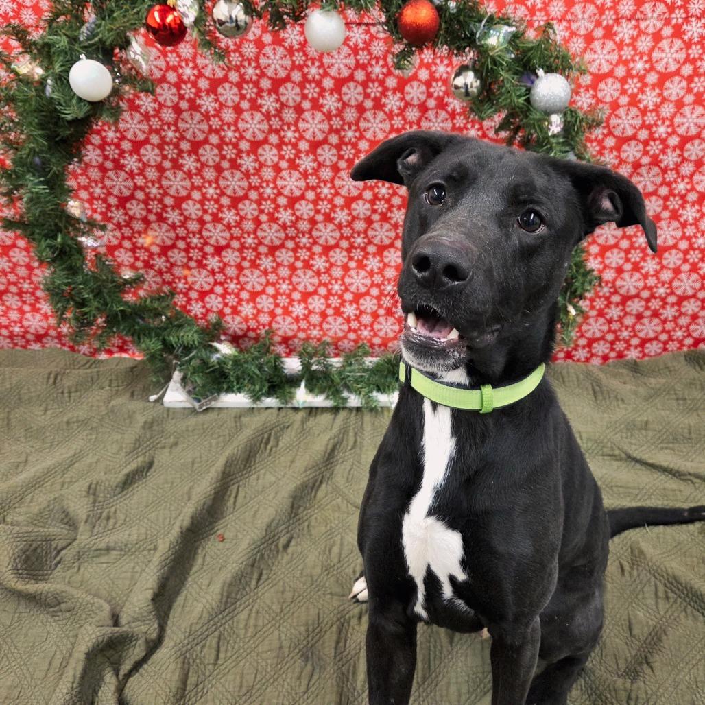 Zeppelin, a Adoptable Mixed Breed in Pontiac, IL image 1/2