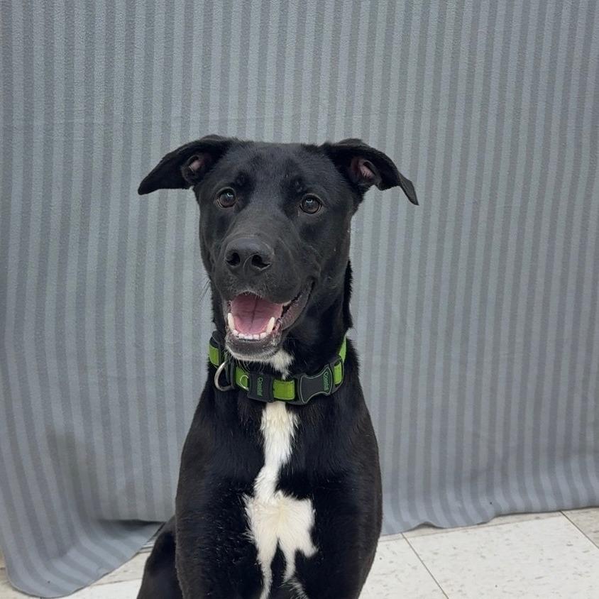 Enlarge Zeppelin, a Adoptable Mixed Breed in Pontiac, IL image 4/4