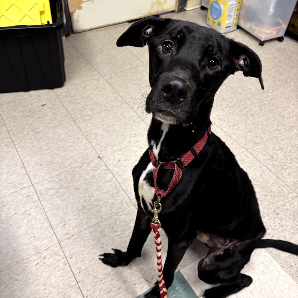 Zeppelin, a Adoptable Mixed Breed in Pontiac, IL image 2/2