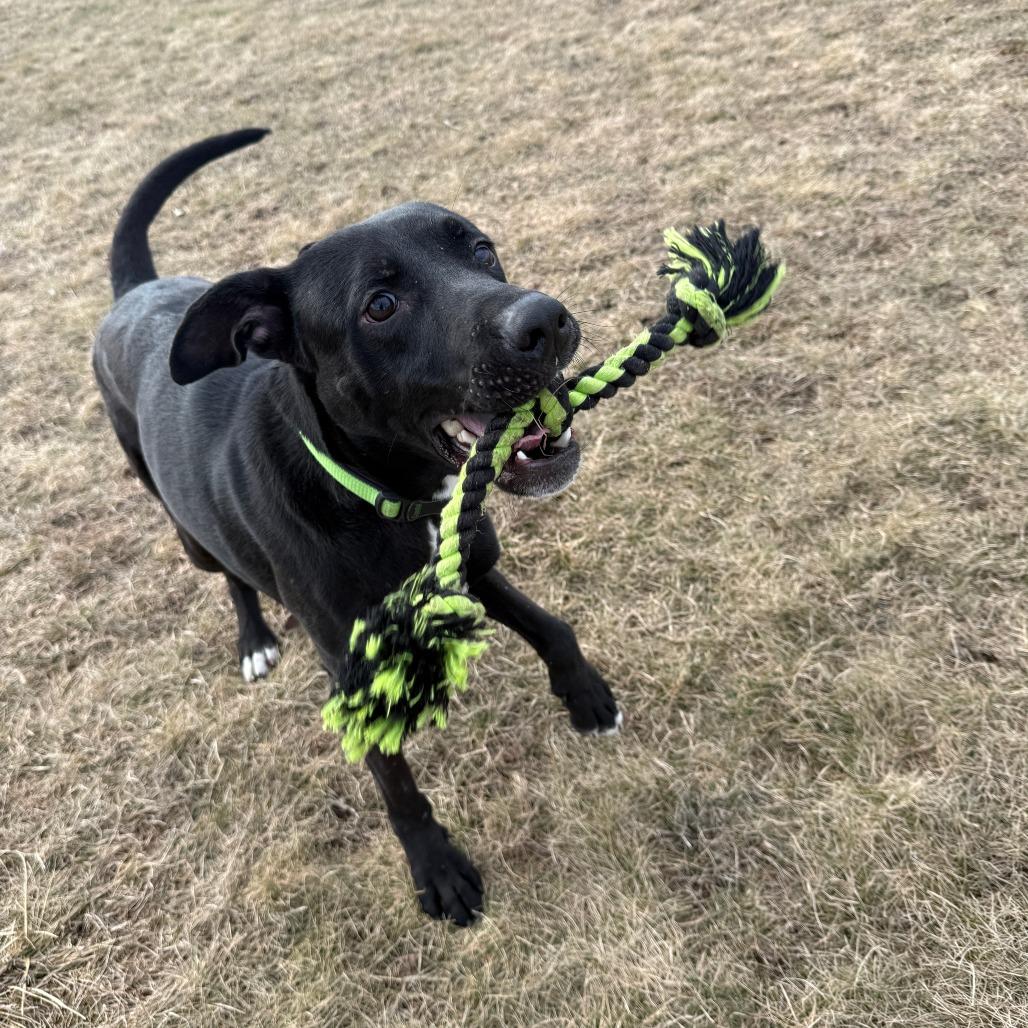 Enlarge Zeppelin, a Adoptable Mixed Breed in Pontiac, IL image 3/4
