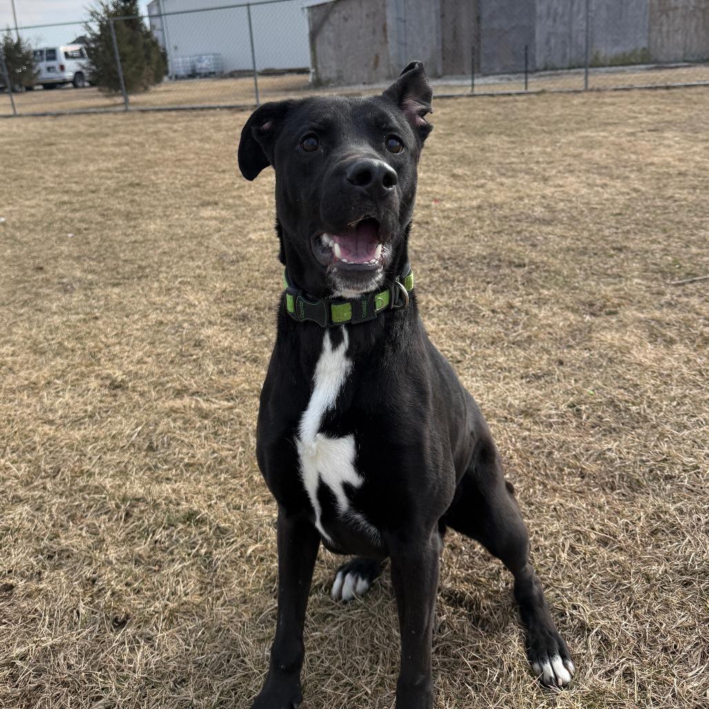 Enlarge Zeppelin, a Adoptable Mixed Breed in Pontiac, IL image 4/4