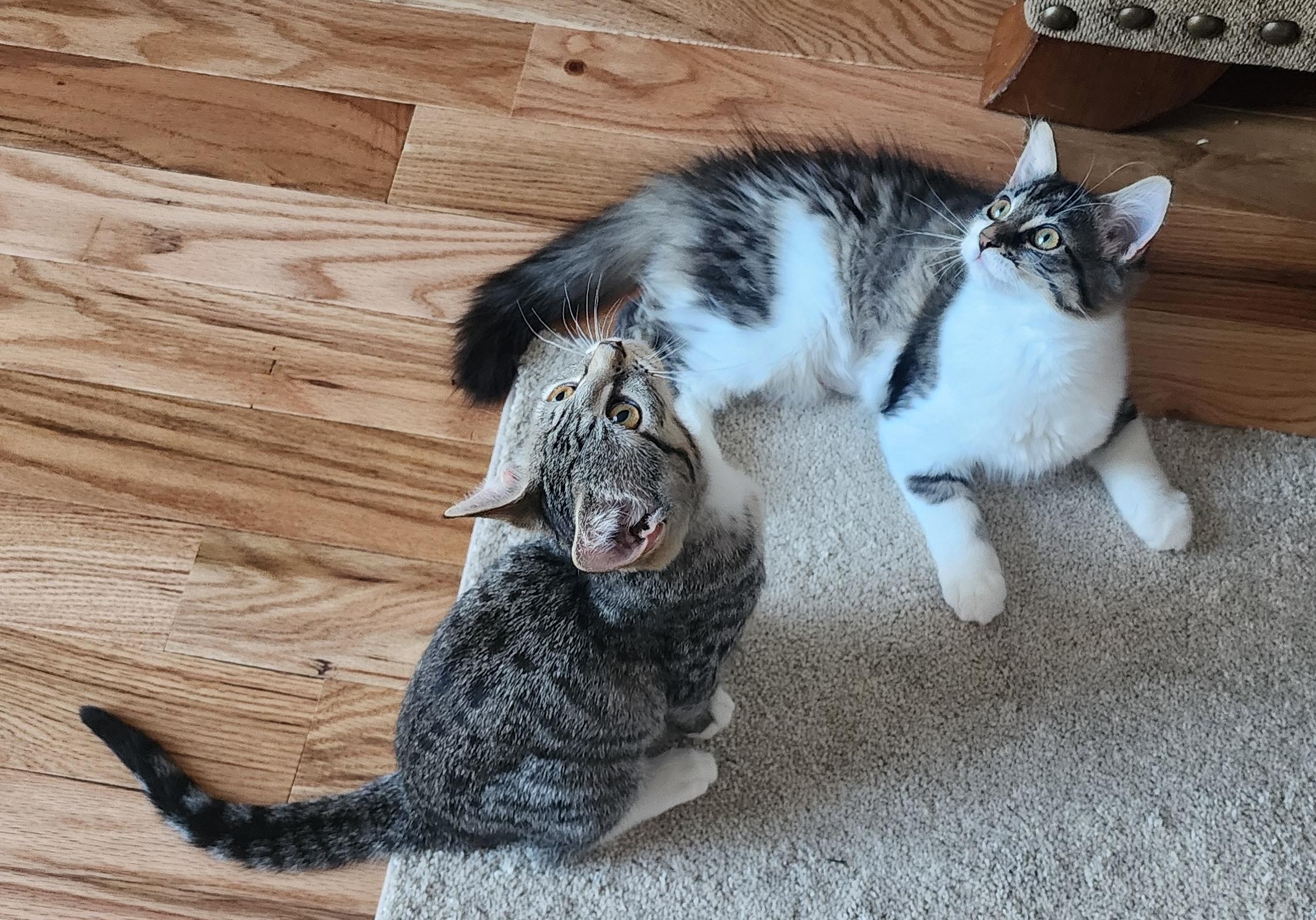 Bambi and Thumper, a ADOPTABLE mixed breed in Schenectady, NY image 1/5