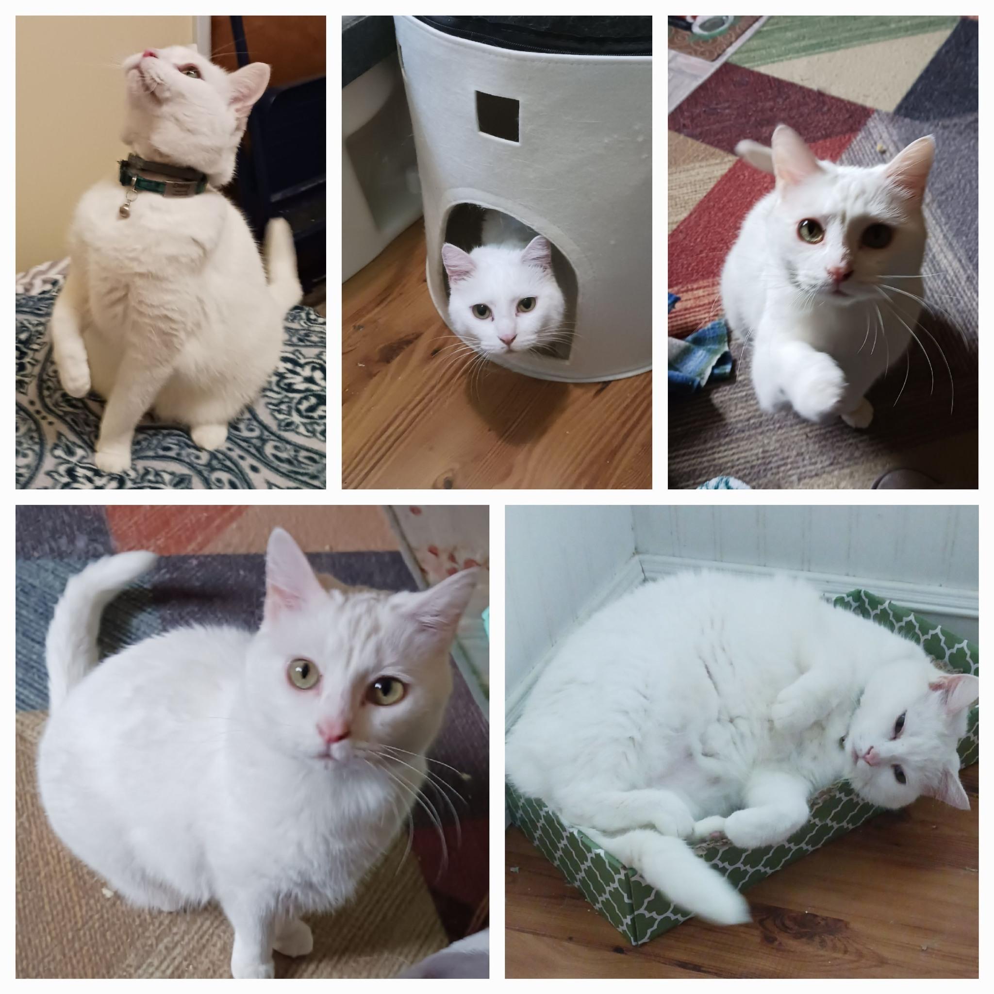 Daisy, Adoptable, Adult Female Domestic Short Hair.